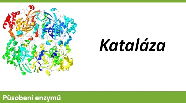 Kataláza, aktivita enzymů